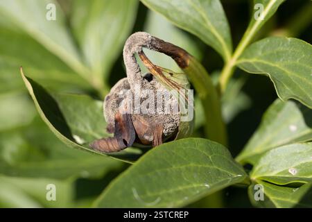 The gray rot on a peony bud Stock Photo