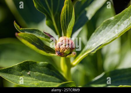 The gray rot on a peony bud Stock Photo