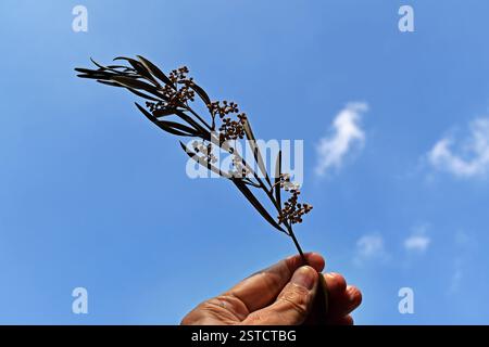 Olive branch on hand and blue sky Stock Photo