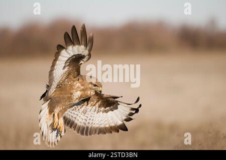 Common Buzzard in flight in Spain in the winter Stock Photo