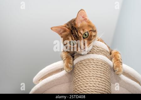Bengal purebred point resting on cat play complex - scratching post. Stock Photo