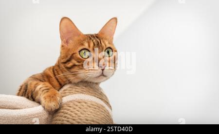 Bengal purebred point resting on cat play complex - scratching post. Stock Photo