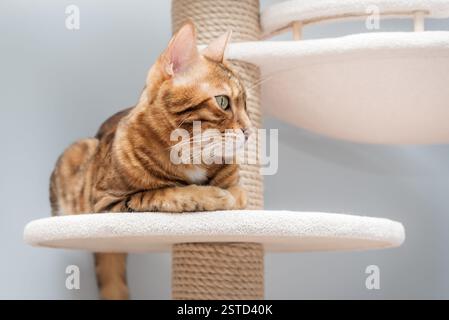 Bengal purebred point resting on cat play complex - scratching post. Stock Photo