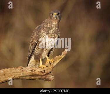 Common buzzard sitting on perch, watching, north Wales, buteo buteo Stock Photo