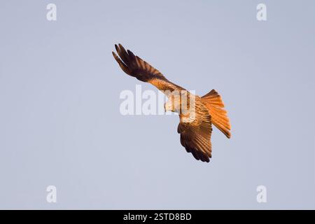 Red Kite in flight in Spain Stock Photo