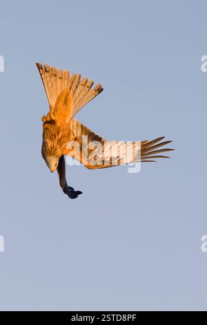Red Kite in flight in Spain Stock Photo