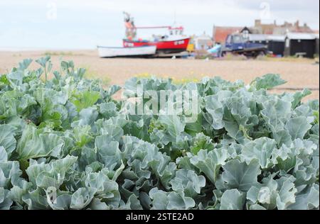 Crambe maritima. Sea kale growing near fishing boats on Aldeburgh's shingle beach, Suffolk, East of England, UK Stock Photo