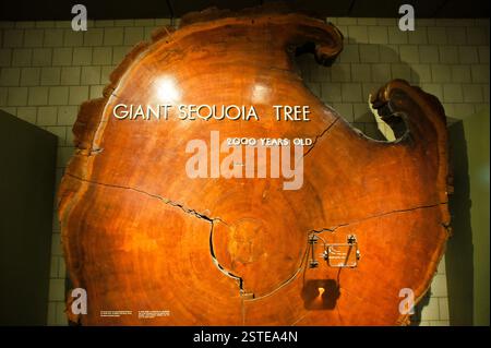 Giant Sequoia Tree cross-section. Deep reddish-brown wood with visible growth rings. Estimated age of 2000 years. Boston, a symbol of longevity and re Stock Photo