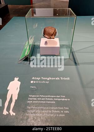 Jakarta, February 08, 2025: Replica of Trinil Femur Displayed in a ...