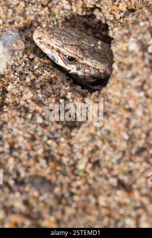 A detailed close-up of a lizard camouflaged in sandy soil, focusing on its textured skin and cautious eye visible among the grains. Lizard Partially B Stock Photo