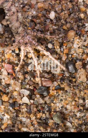 Detailed image showcasing the unique texture and appearance of a reptile's clawed foot resting on multicolored sand and stones, reflecting natural env Stock Photo