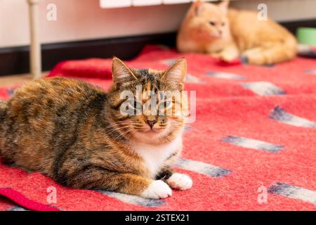 A beautiful calico cat is comfortably laying down on a cozy red blanket, nestled in for a nice rest or enjoying a moment of tranquility Stock Photo