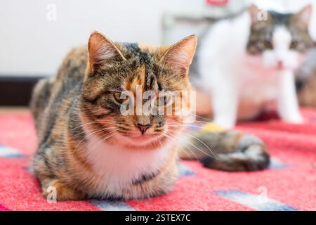 A beautiful calico cat is comfortably laying down on a cozy red blanket, nestled in for a nice rest or enjoying a moment of tranquility Stock Photo