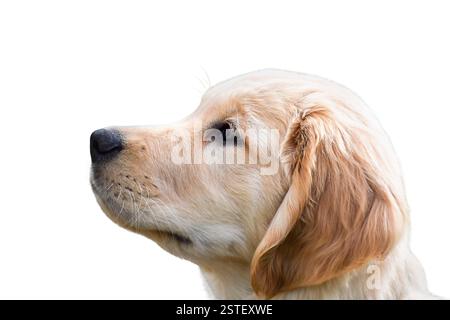 Closeup side portrait of golden retriever puppy isolated cutout on white Stock Photo
