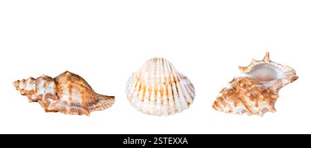 Three seashells isolated cutout on white Stock Photo