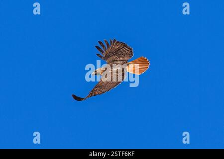 A Red-tailed Hawk soaring in the sky on a sunny day with its reddish tail feathers fully fanned and visible against a deep blue sky, Stock Photo