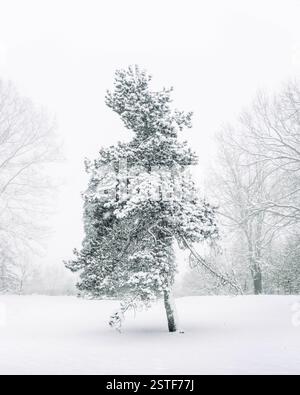 snow-covered evergreen tree in winter landscape Stock Photo