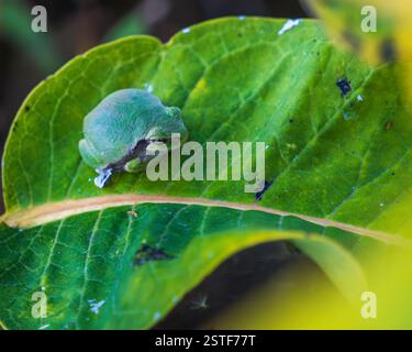 green frog sitting on a large leaf Stock Photo