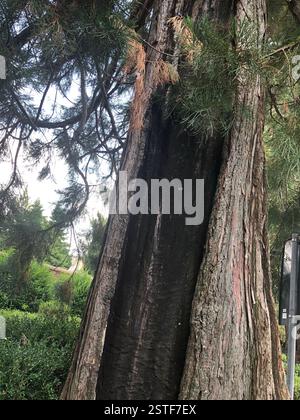 Ancient tree with a hollow trunk in a serene park setting invites exploration and nature appreciation Stock Photo