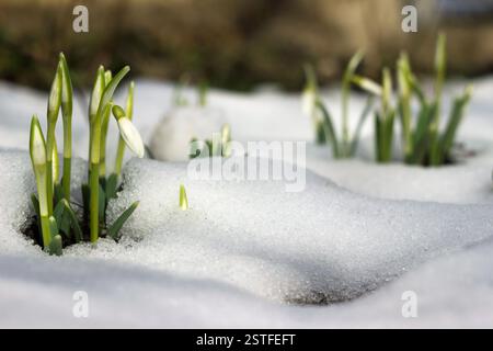 Snowdrops in spring among the snow. Flower background. A bush of early spring flowers Stock Photo