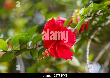 Red Hibiscus flower rosa-sinensis 'Kyoto Red' on a natural background Stock Photo