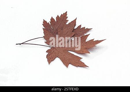 Autumn leaves on a white background Stock Photo