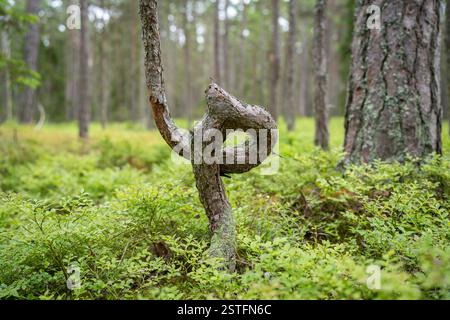 Twisted pine tree in forest with a blueberry bushes on the ground. Closeup of twisted pine tree trunk. Stock Photo