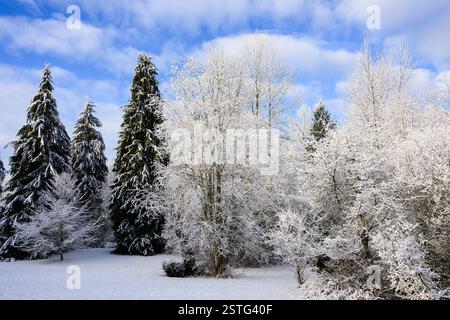 Snow covered trees in winter scene of evergreen and deciduous woodland Stock Photo