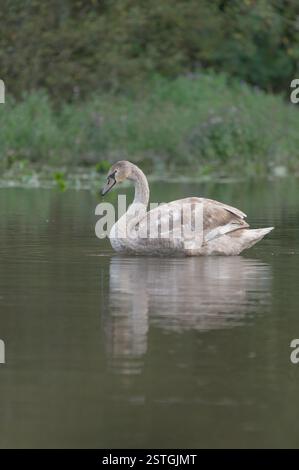 portrait of a juvenile mute swan in profile with beautiful gray-white plumage Stock Photo