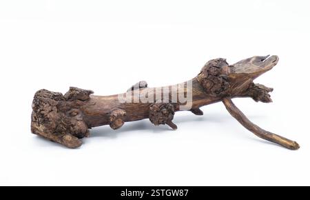 oak stump, log fire drift wood isolated on white background, brown color with dead branches sticking out, decor or decoration for a rustic woodsy them Stock Photo