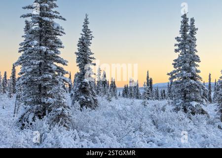Alaska winter forest scene with frost draping trees north of the Matanuska Glacier near Glacier City at sunset with beautiful colors in the sky Stock Photo