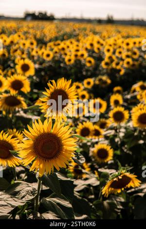 A beautiful sunflower field bathed in warm golden light during sunset ...