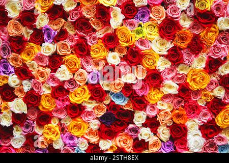 flowers multicolored roses background Stock Photo