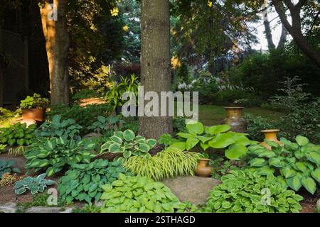 Deciduous trees underplanted with Hostas ‘Titanic’, ‘Paul’s Glory’, ‘El Nino’, ‘Striptease’, ‘Krossa Regal’ and Hakonechloa macra ‘Aureola’ - Perenniu Stock Photo
