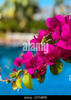 Bougainvillea Flower Against a Blue Pool Background A stunning pink bougainvillea branch stands out against a blurred turquoise pool background. The s Stock Photo