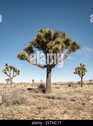 Low Angle Shot of Joshua Trees Against Blue Sky in Mojave desert Stock Photo