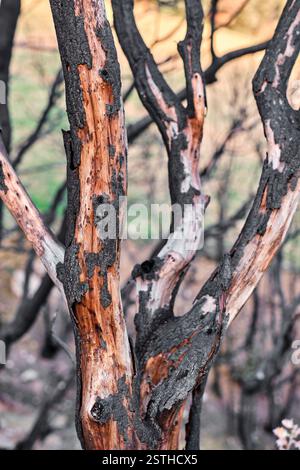 Charred tree trunks after a wildfire in a forest. Photographed near Legarda, Navarre, Spain. Stock Photo