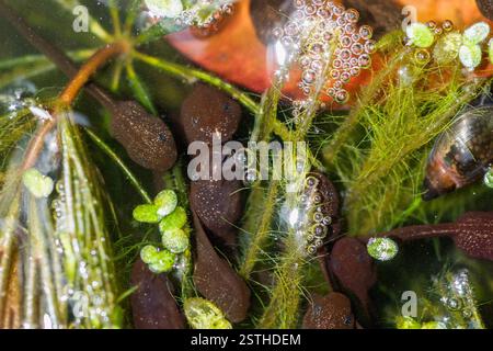 Common frog tadpoles with air bubbles Stock Photo
