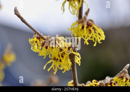A Chinese witch-hazel (Hamamelis mollis) branch flowering in February in Seattle Stock Photo