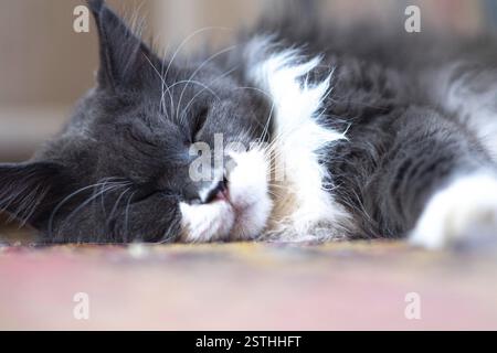 A fluffy black and white cat sleeping peacefully on a colorful surface Stock Photo