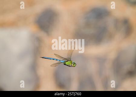 Emperor dragonfly  (Anax imperator) Stock Photo