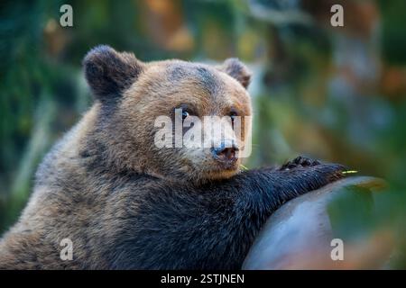This brown bear relaxes against a log in a lush forest, bathed in soft morning light. Its curious expression reflects the tranquil atmosphere of its n Stock Photo