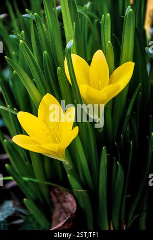 Two winter daffodils closeup Stock Photo