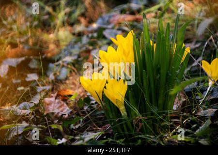 Winter daffodils closeup in the forest on the ground covered with autumn leaves Stock Photo