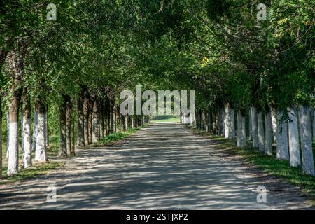 Dense tree line forming a tunnel over the rural road Stock Photo