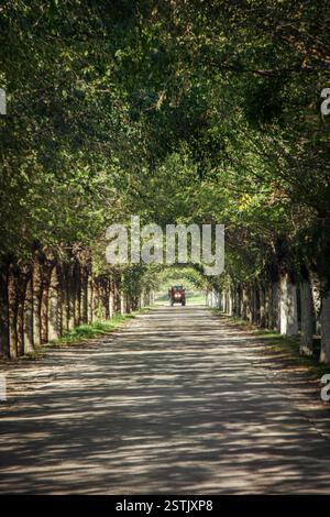 Tractor coming through a tree line forming a tunnel over the road Stock Photo