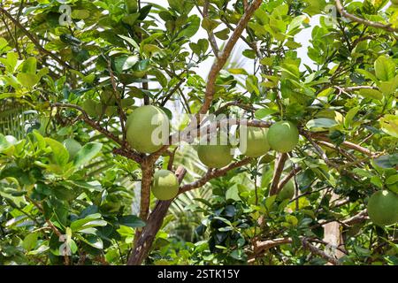 close view of pomelo fruits hanging on the tree in tropical climate, Vietnam Stock Photo