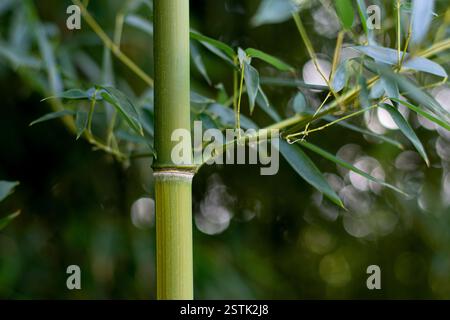 Closeup detail of a bamboo tree with blurred background Stock Photo