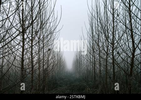 Depression and Melancholy Captured in a Foggy, Dark Autumn Morning: Trees and Gloomy Nature Shrouded in Thick Mist. Stock Photo