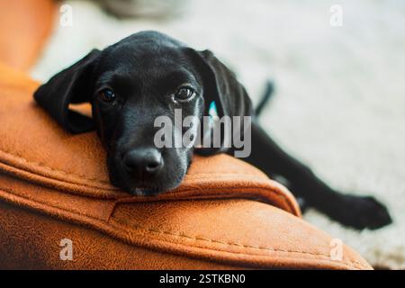 Sleepy dog resting it's head on the leather couch Stock Photo